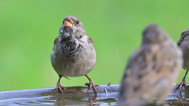 House Sparrow (Passer domesticus) juveniles - one with a tick on its neck - drinking from a garden bird bath. September, Kent, UK [Slow motion x4]