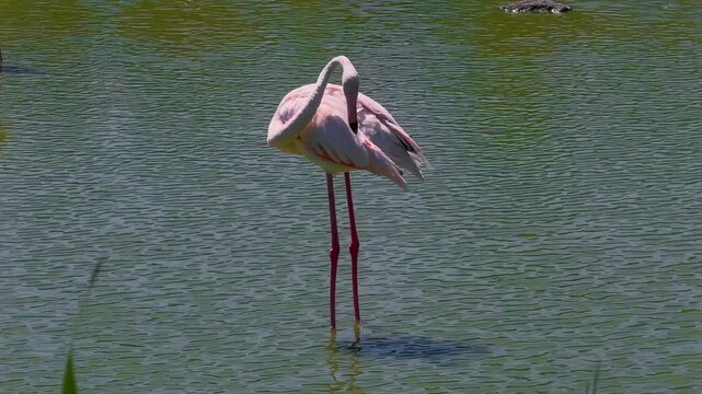 Pink flamingos among the reed marshes of the Camargue, southern France. High quality 4k footage
