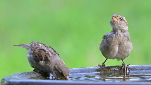 House Sparrow (Passer domesticus) juveniles drinking from a garden bird bath. September, Kent, UK [Slow motion x4]