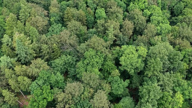 Aerial top view of forest tree. Nature environment. Green tree forest from top, 4k. Summer green tree top in forest. Natural scenery of green forest aerial landscape. Nature landscape