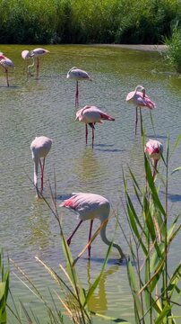 Pink flamingos among the reed marshes of the Camargue, southern France. High quality 4k footage