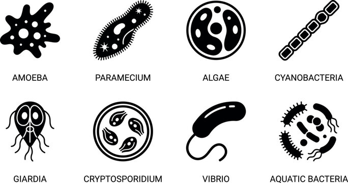 Amoeba, Paramecium, Algae, Cyanobacteria, Giardia, Cryptosporidium, Vibrio, Aquatic Bacteria Collection