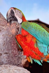 Colorful Macaw Parrot Clinging to Rough Tree Trunk Outdoors © Patricia