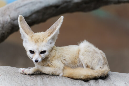 A cute, tiny, fluffy, sweet, quiet big-eyed, big-eared fennec fox