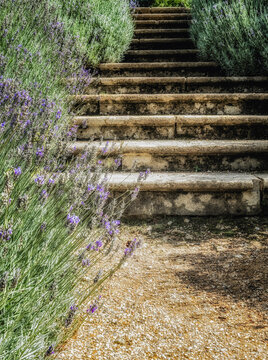 Lavender Growing Either Side Of Steps At A Historic English Castle In Gloucestershire