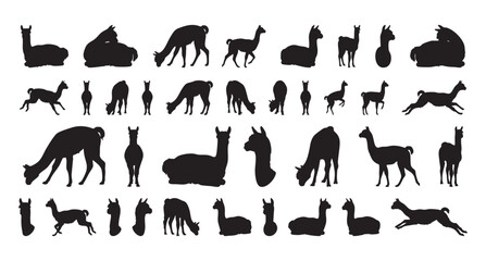 Fototapeta premium Depictions of alpacas in natural herd settings for learning purposes. Different sizes of alpaca and cria silhouettes portraying social and nurturing behaviors for educational materials