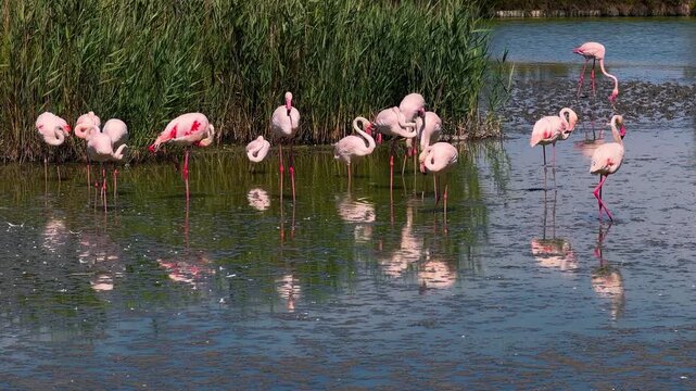 Pink flamingos among the reed marshes of the Camargue, southern France. High quality 4k footage