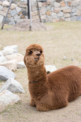 An alpaca (Lama pacos) sitting on the ground © officek