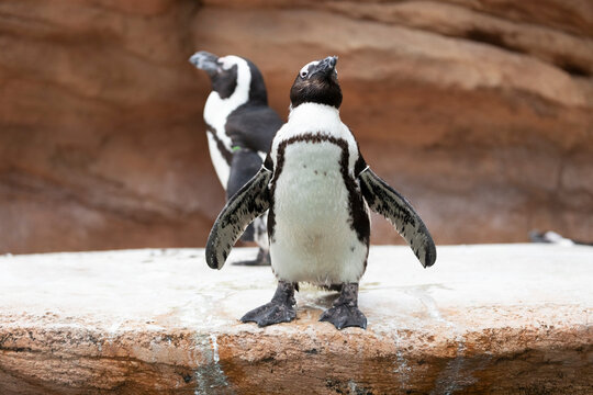 The African penguin (Spheniscus demersus), also known as the Cape penguin, is standing on a rock.