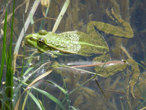 Portrait of a frog