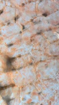 Tomato cells under microscopic magnification. Focus shifts smoothly between tomato cells, revealing translucent membranes, granular structures, and natural reddish pigments