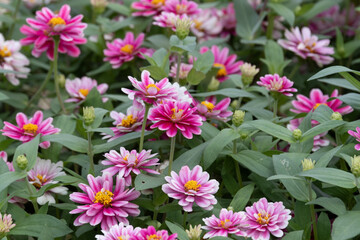 Fototapeta premium Pink and white zinnia flowers blooming in lush garden bed creating natural floral texture background with copy space in autumn