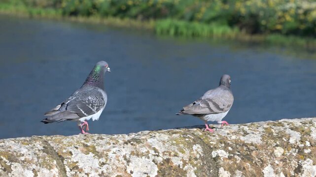 Feral Pigeons (Cyanistes caeruleus) walking along a wall, the male following the female. August, Kent, UK [Slow motion x4]
