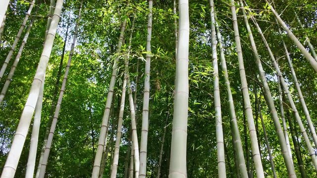 Tall bamboo trunks rise into a lush green canopy filled with dappled sunlight.