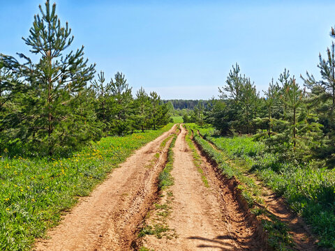 Deep vehicle ruts mark a sandy dirt road descending between young pine trees toward a green meadow and distant forest on a sunny spring day