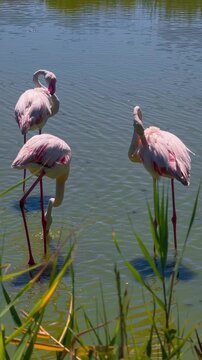 Pink flamingos among the reed marshes of the Camargue, southern France. High quality 4k footage