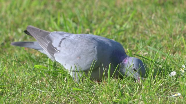 Stock Dove (Columba oenas) looking for seeds on a lawn. Kent, UK [Slow motion x4]