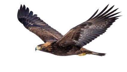Fototapeta premium Majestic golden eagle with outstretched wings soaring, isolated on transparent background