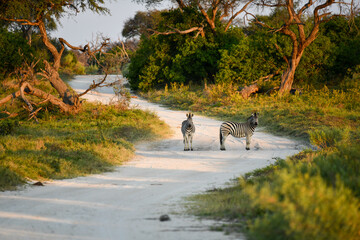okavango delta © tomjunek.com