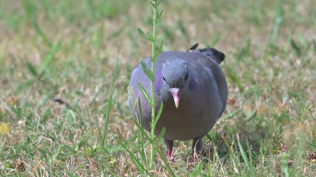 Stock Dove (Columba oenas) looking for seeds on a lawn. Kent, UK [Slow motion x4]
