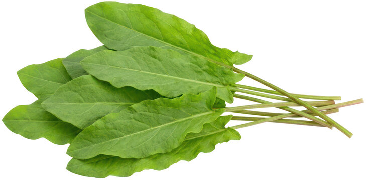 Fresh green sorrel leaves on black background