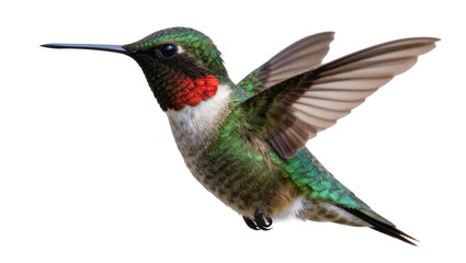 Ruby-throated hummingbird with iridescent green feathers and red throat, isolated on transparent background © Niamh