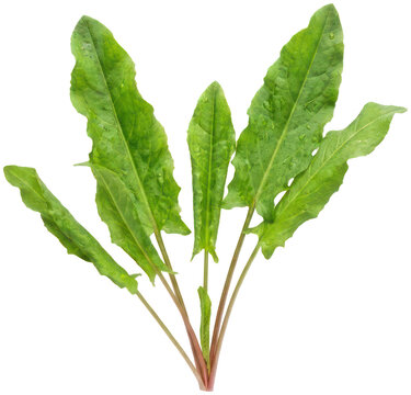 Fresh green sorrel leaves with red stems.