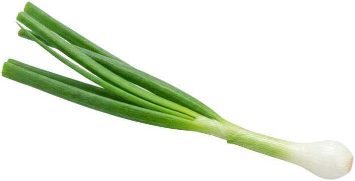 Fresh green spring onion vegetable isolated.