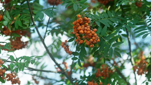 Bunches of orange rowan berries grow on a bush among the leaves