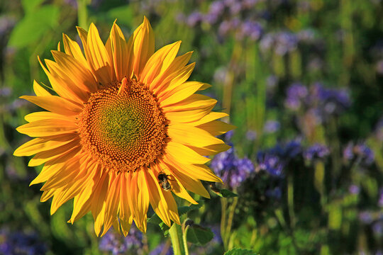Sonnenblume mit Phazelia