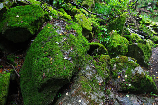 苔むした岩