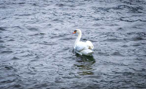 White mute swan preening on the dark water of Lake Hallstatt in Austria