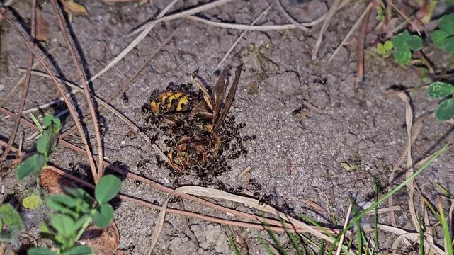 A swarm of black ants consuming a dead hornet on the ground. Macro close-up showing nature teamwork, scavenging, and insect survival in the ecosystem.