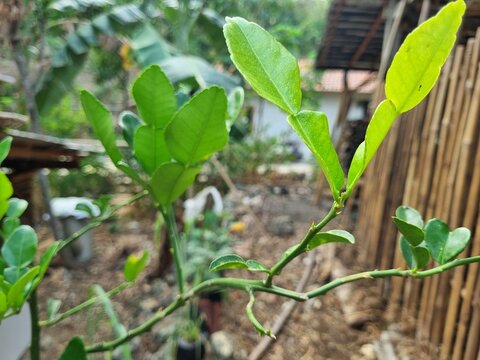 Kaffir Lime Plant with Fresh Green Leaves, Citrus Herb for Asian Cuisine and Tropical Gardening