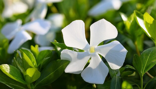 White Lesser Periwinkle Vinca Minor Cv Alba Flowers Blooming As A Lush Groundcover Close Up Of Evergreen Foliage Under Bright Natural Light
