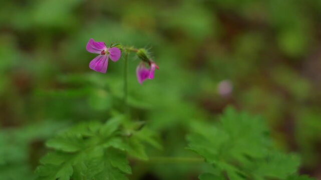 Herb Robert pink wild flower blooming in forest undergrowth macro shot.