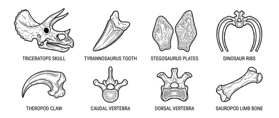 Dinosaur Fossil Collection Isolated on Transparent Background © suhaila