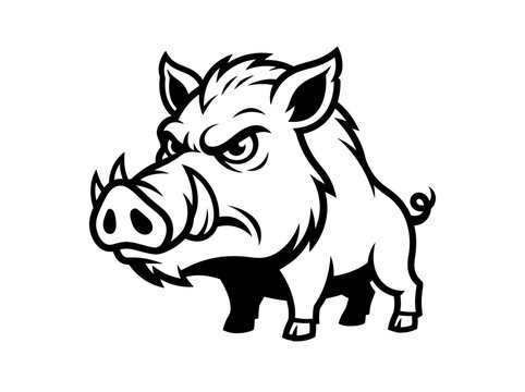 Wild boar illustration depicting an aggressive male pig with sharp tusks and an angry expression rendered in a clean black and white outline style.