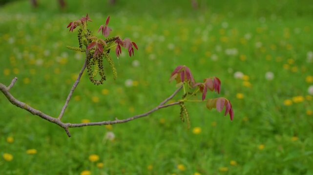 Walnut tree branch with young reddish leaves and catkins in spring.