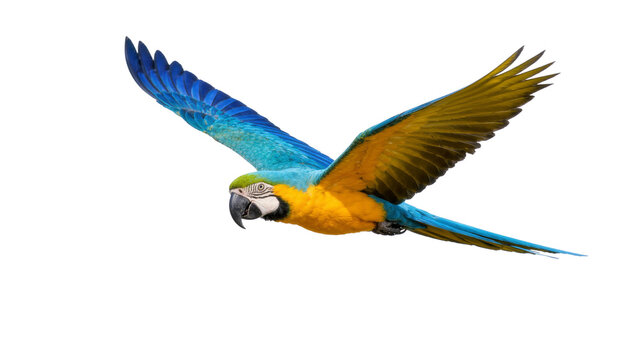 Blue and yellow macaw parrot with spread wings flying, isolated on transparent background