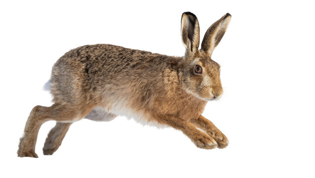 Brown hare running with long ears, isolated on transparent background
