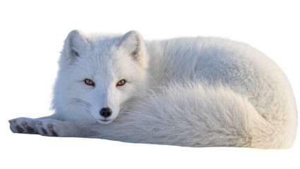 Fluffy white arctic fox with amber eyes resting peacefully, isolated on transparent background © Giulia