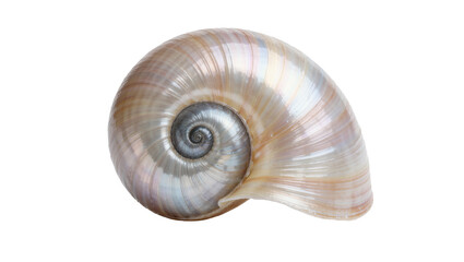 Iridescent spiral seashell with pearly sheen, isolated on transparent background © Giulia