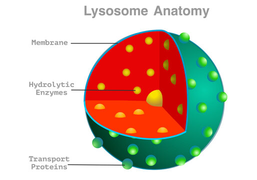 Lysosome structure, anatomy. Bound organelle slice, section, with explanations. Hydrolytic enzymes, membrane, transport proteins. Animal human cell, green, red parts, diagram. Illustration vector
