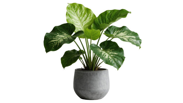 Lush green Dieffenbachia plant with variegated leaves in a grey concrete pot, isolated on transparent background