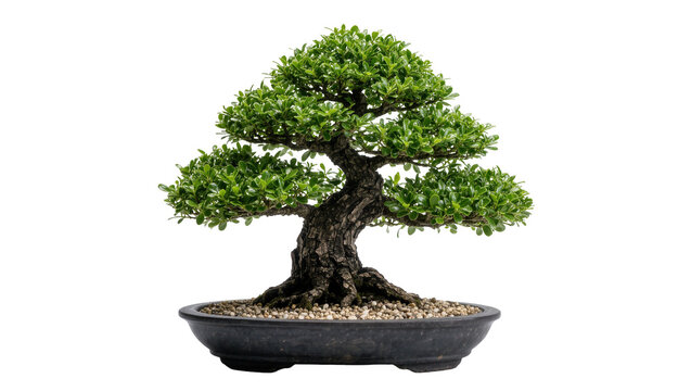 Mature bonsai tree with gnarled trunk and lush green foliage, isolated on transparent background
