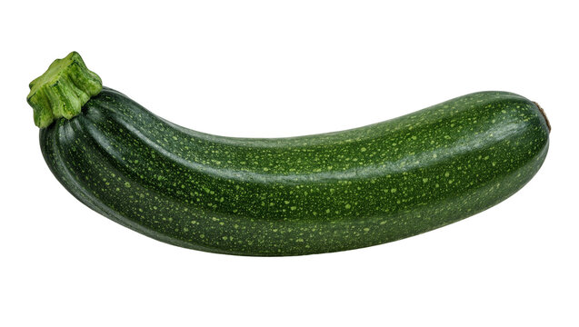 Fresh green zucchini with speckled skin, isolated on transparent background