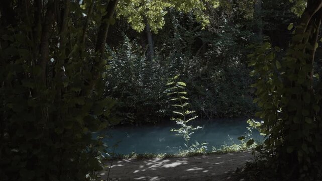 View through dense forest trees of a small green plant illuminated by sunlight on the bank of a turquoise river pool near Bigar waterfall on Stara Planina, Serbia. Forest landscape shot.
