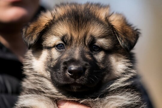Baby wolfdog puppy German Shepherd mix with fluffy fur looks at camera. Human hand holds adorable animal indoors. Close-up face shot, shallow depth of field.