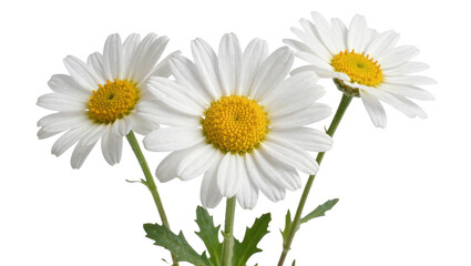 Obraz premium Three white daisy flowers with yellow centers, isolated on transparent background